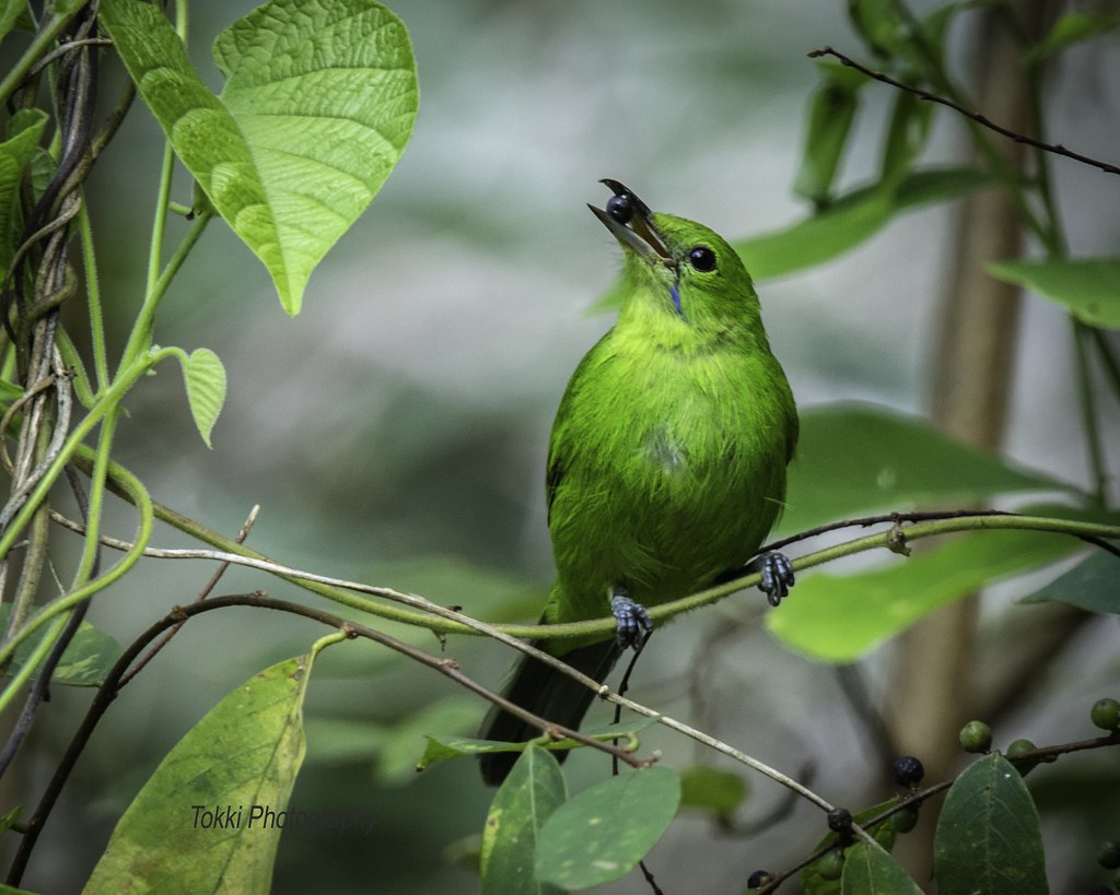 Detail Gambar Burung Dari Daun Nomer 49