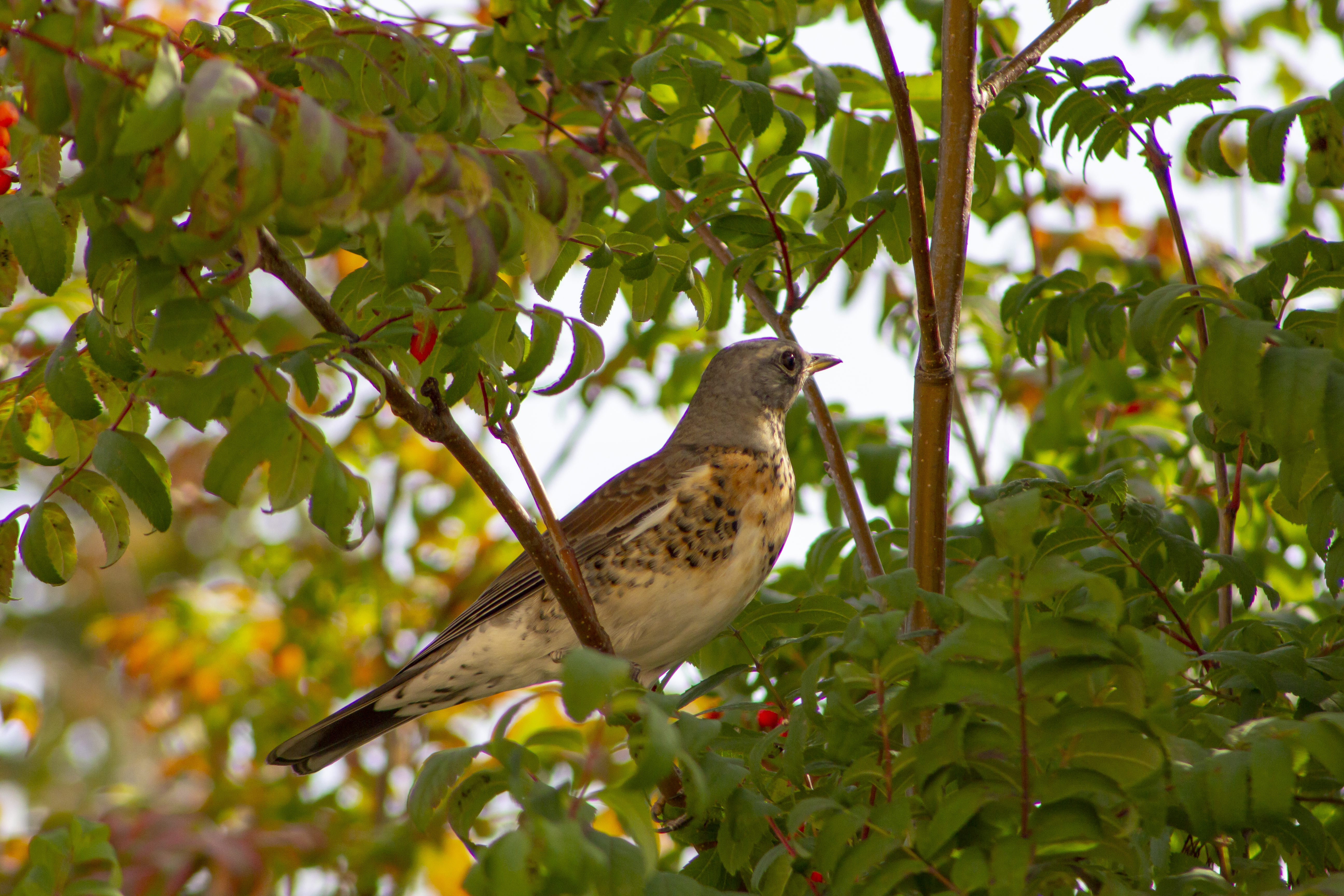 Detail Gambar Burung Dari Daun Nomer 50