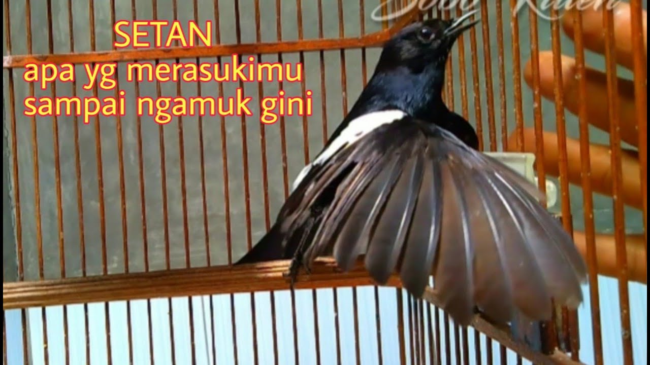 Detail Gambar Burung Decu Nomer 36