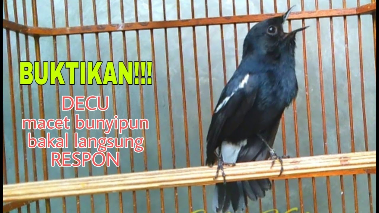 Detail Gambar Burung Decu Nomer 52