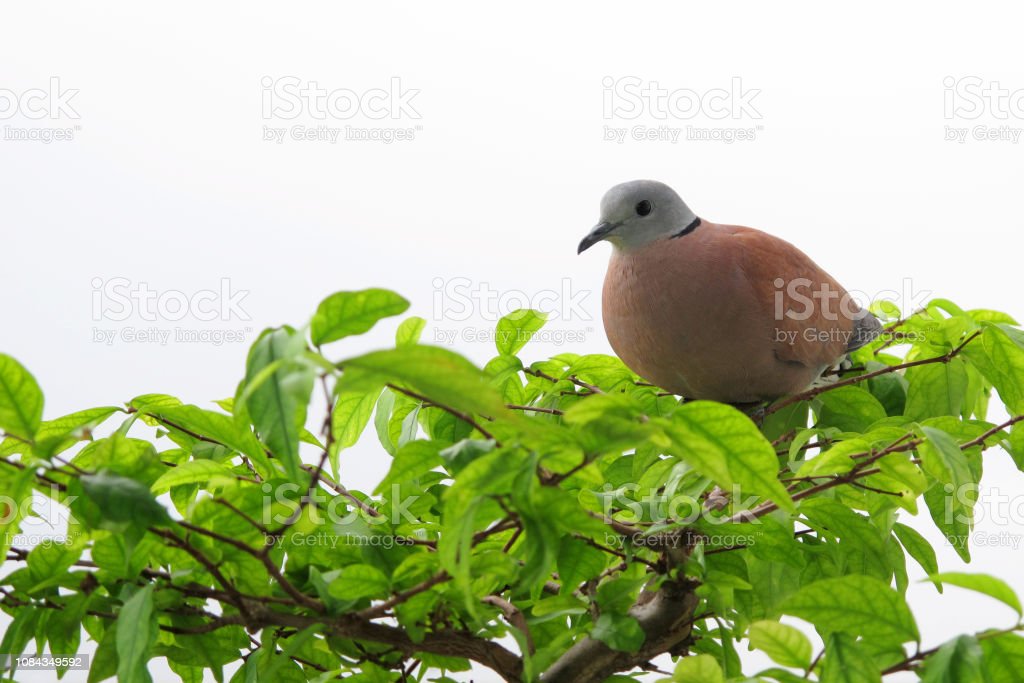 Detail Gambar Burung Di Atas Pohon Nomer 45