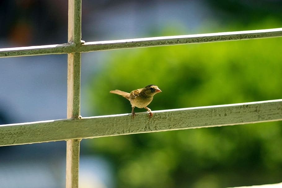 Detail Gambar Burung Di Beranda Nomer 2