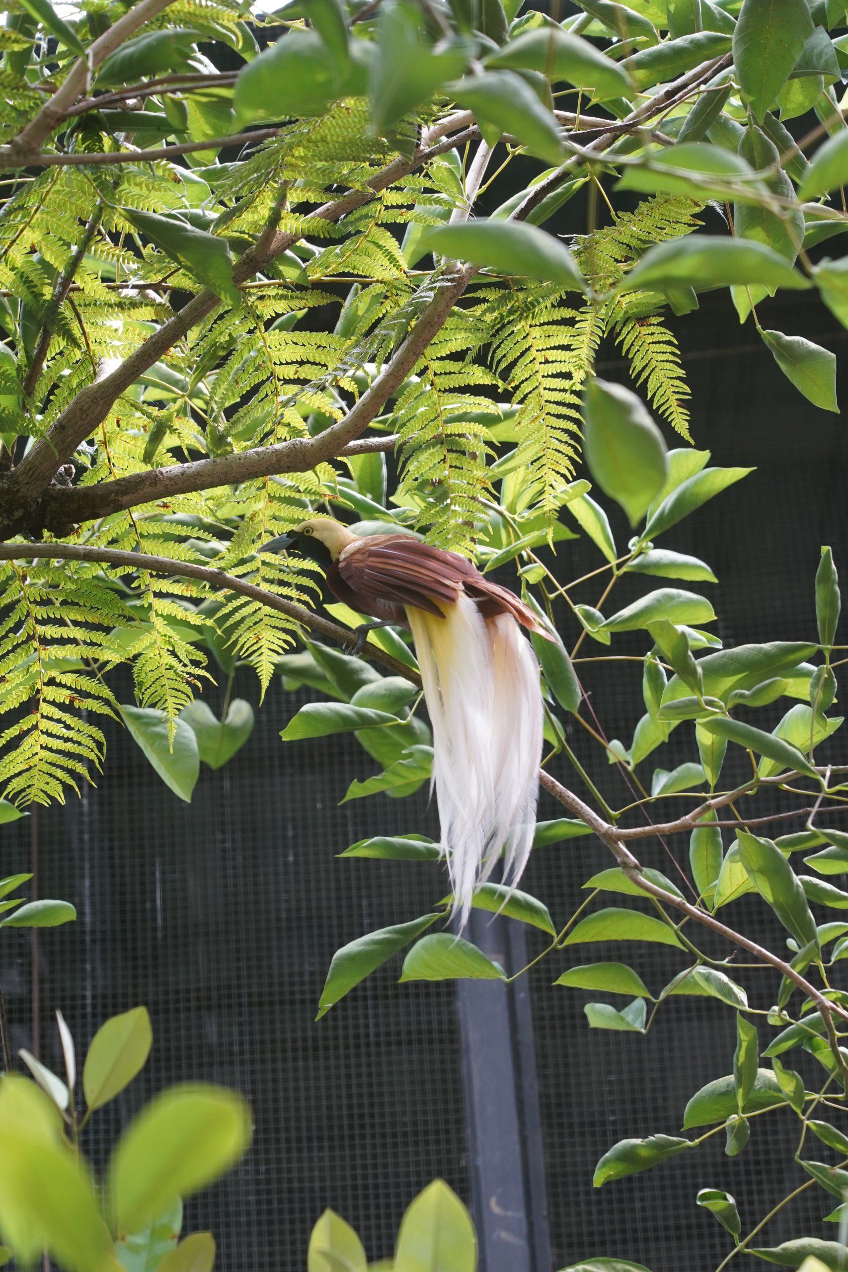 Detail Gambar Burung Di Beranda Nomer 22