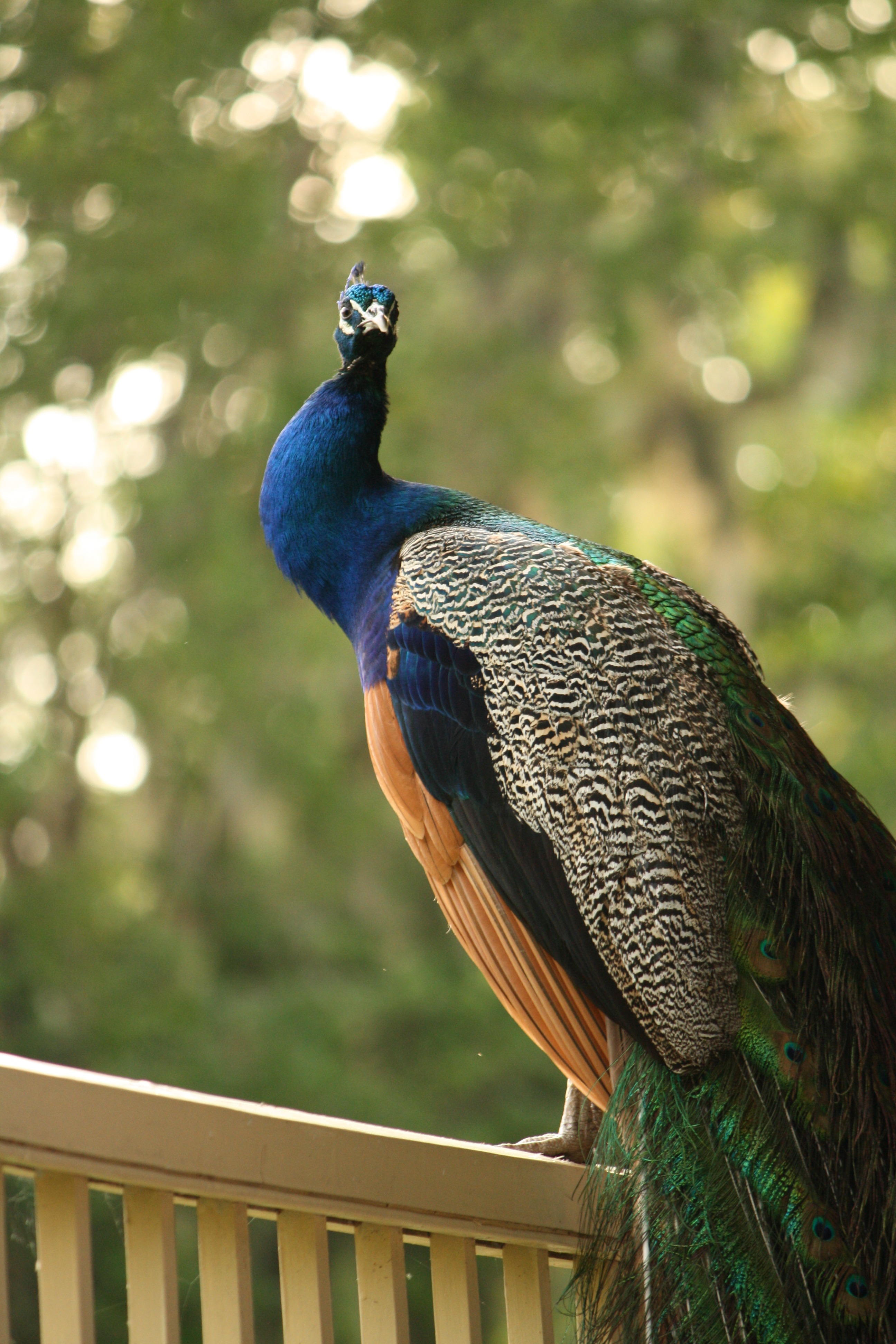 Detail Gambar Burung Di Beranda Nomer 4