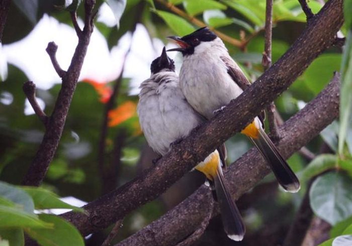 Detail Gambar Burung Di Beranda Rumah Nomer 7