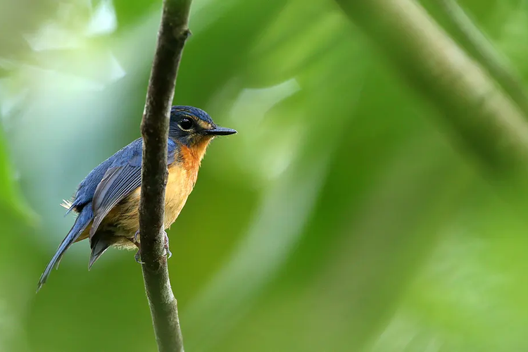 Detail Gambar Burung Di Indonesia Nomer 14