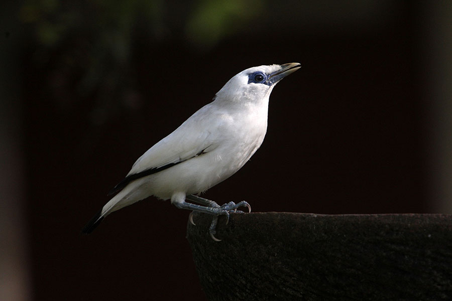 Detail Gambar Burung Di Indonesia Nomer 26