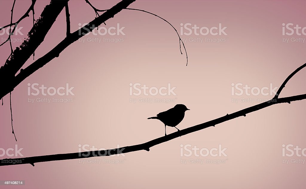 Detail Gambar Burung Di Pohon Nomer 34