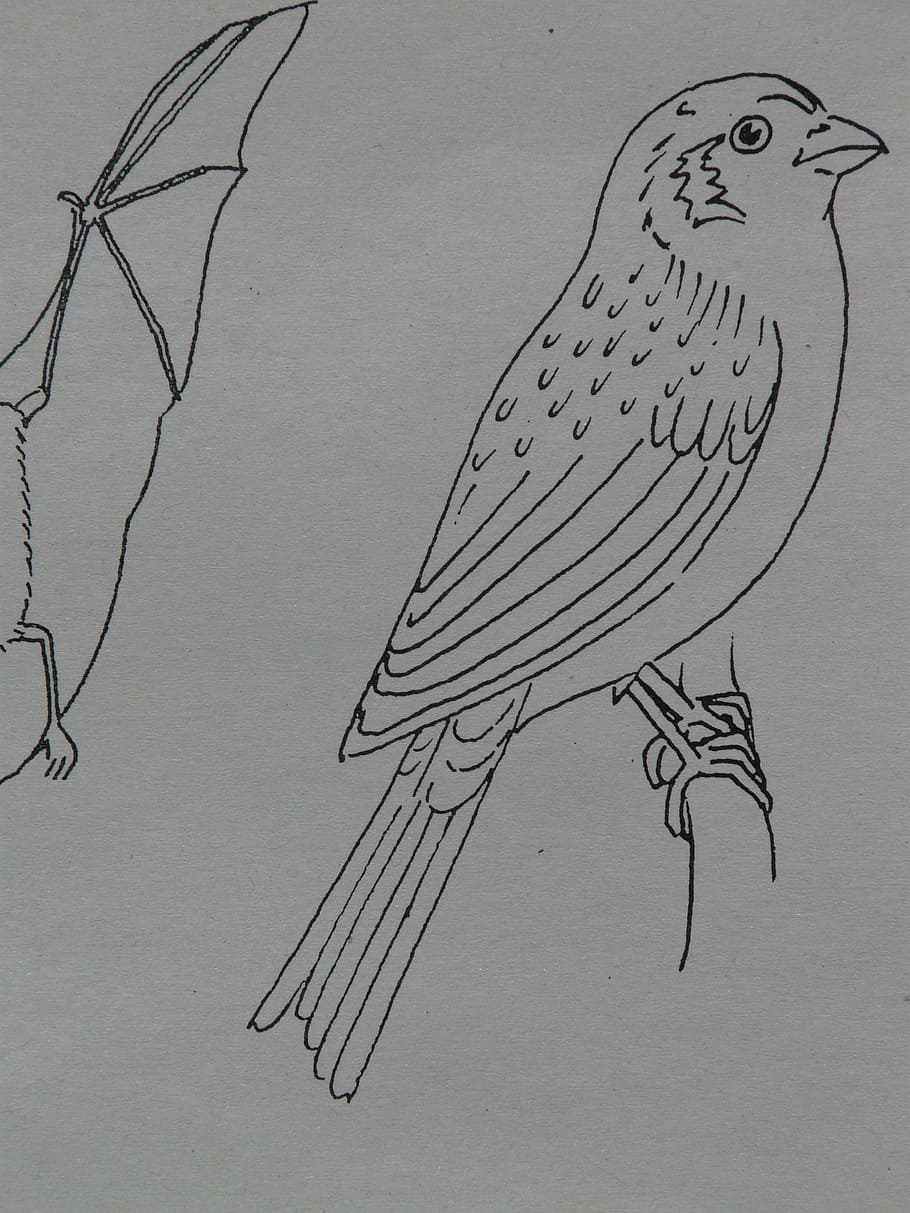 Detail Gambar Burung Di Pohon Dengan Pensil Nomer 14