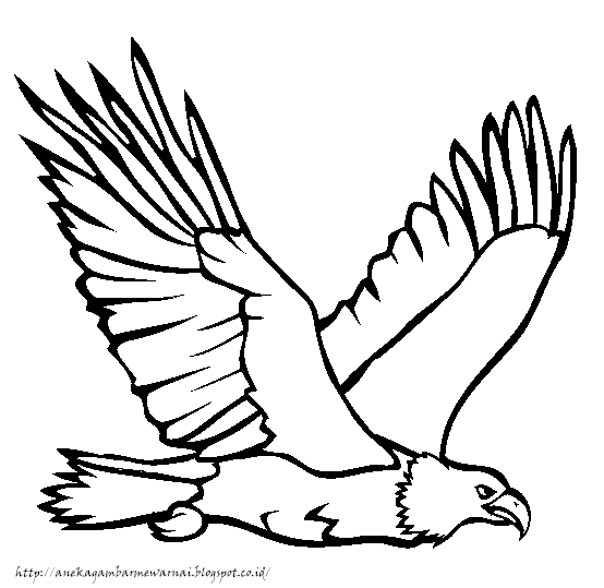 Detail Gambar Burung Elang Nomer 34