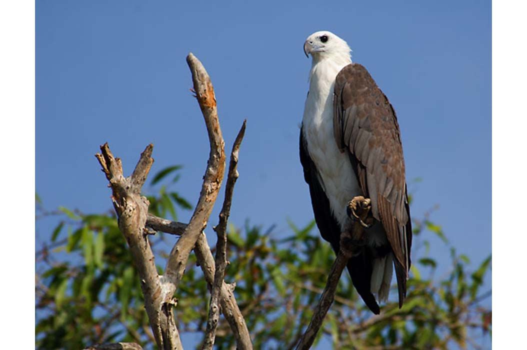 Detail Gambar Burung Elang Putih Nomer 12