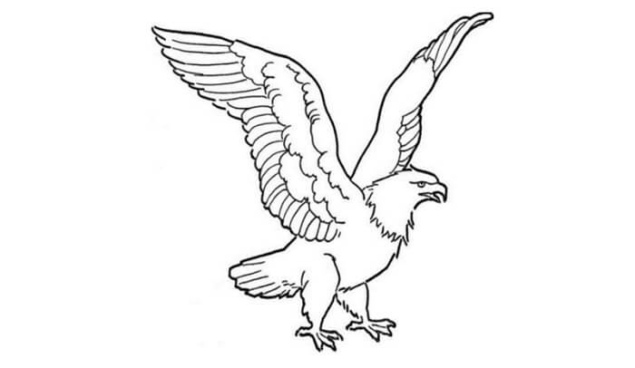 Detail Gambar Burung Elang Yang Inin Diwarnai Nomer 19