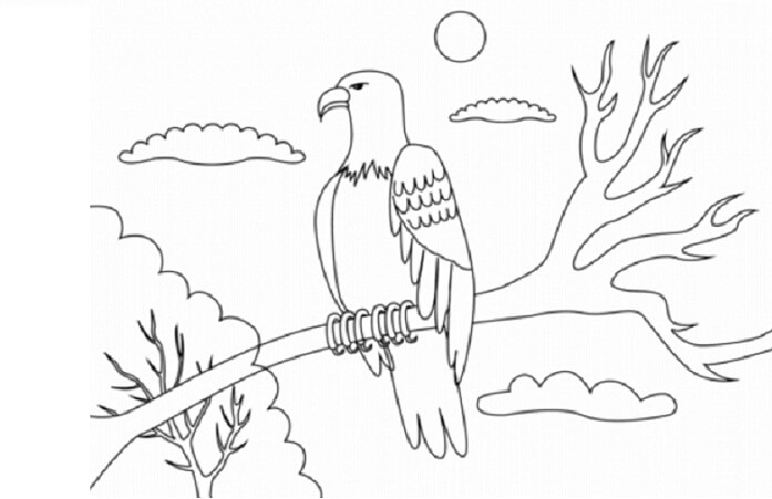 Detail Gambar Burung Elang Yang Inin Diwarnai Nomer 26