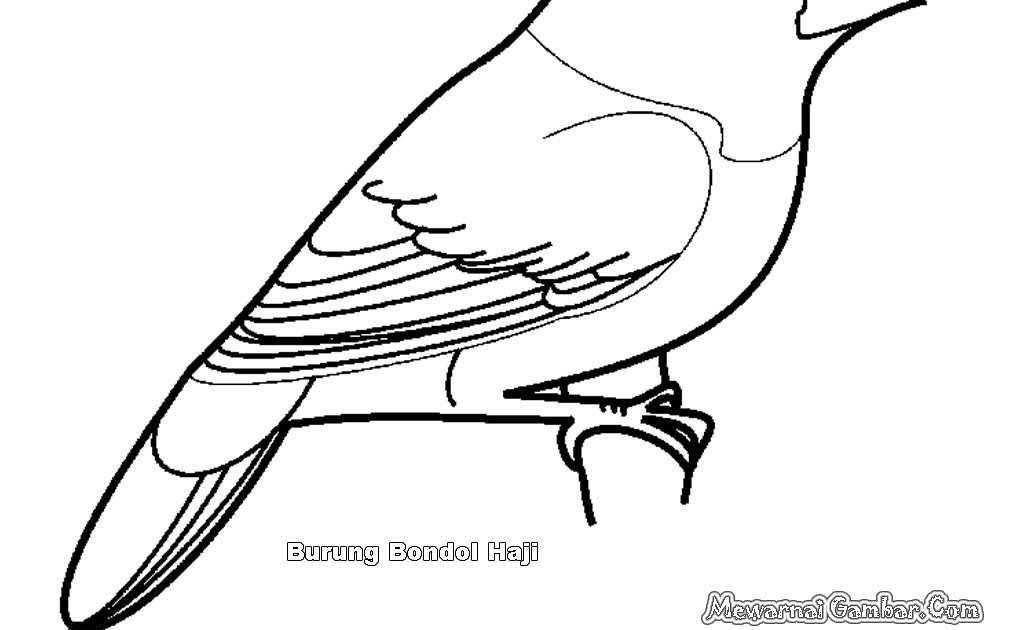 Detail Gambar Burung Elang Yang Inin Diwarnai Nomer 10