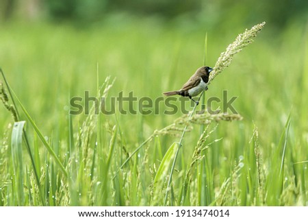 Detail Gambar Burung Emprit Background Putih Nomer 34