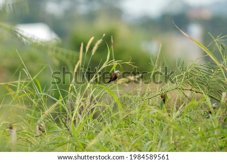 Detail Gambar Burung Emprit Background Putih Nomer 46