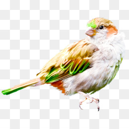 Detail Gambar Burung Emprit Latar Putih Nomer 40