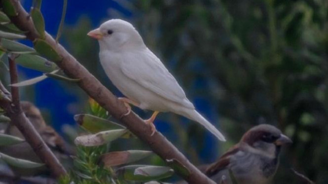 Gambar Burung Emprit Putih - KibrisPDR