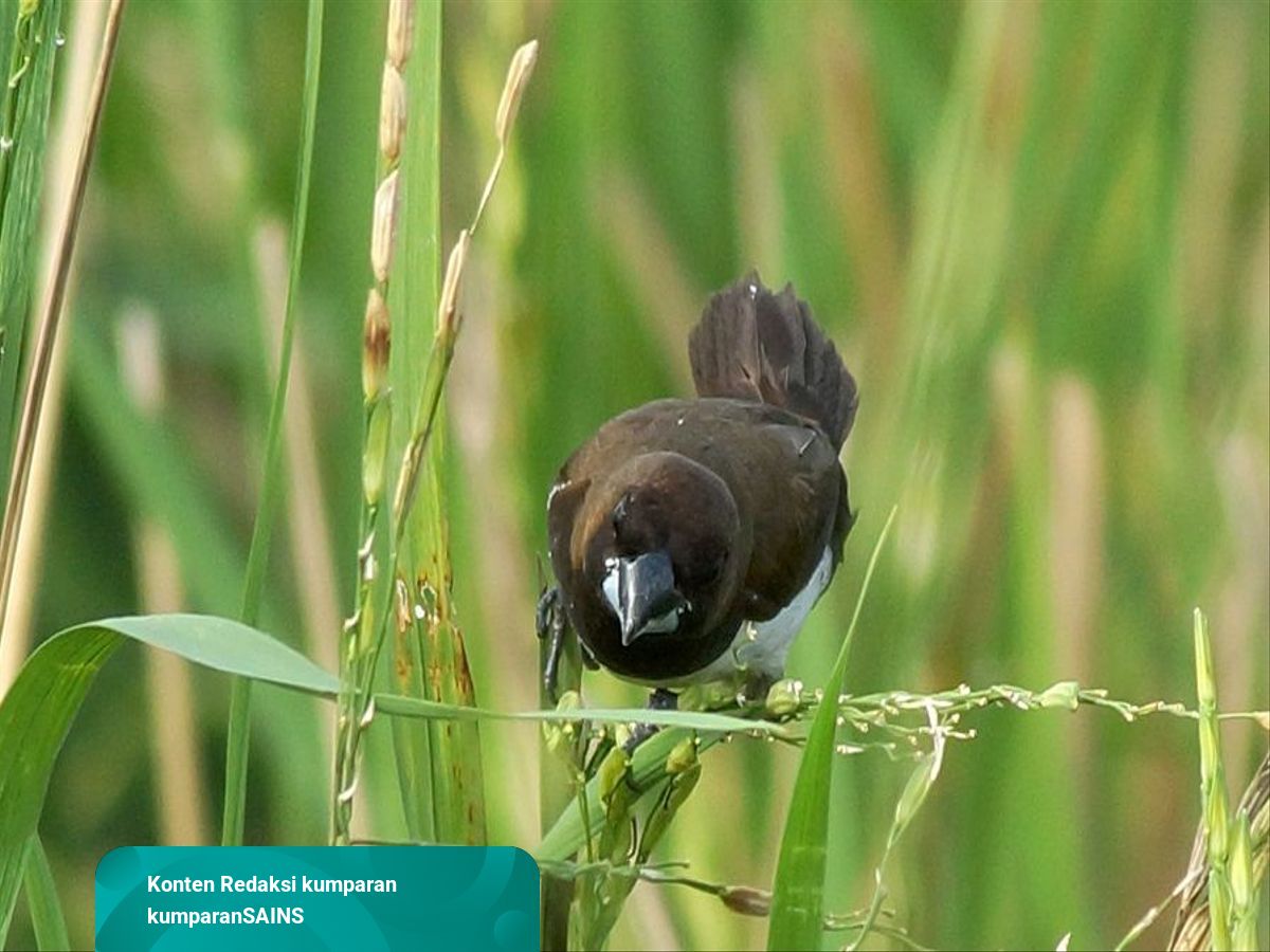 Detail Gambar Burung Emprit Putih Nomer 47