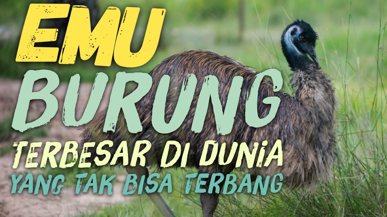 Detail Gambar Burung Emu Nomer 27