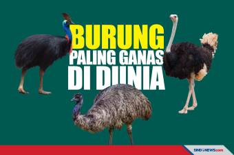 Detail Gambar Burung Emu Nomer 48