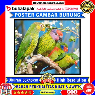 Detail Gambar Burung Faber Castell Nomer 31