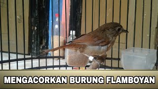 Detail Gambar Burung Flamboyan Nomer 22