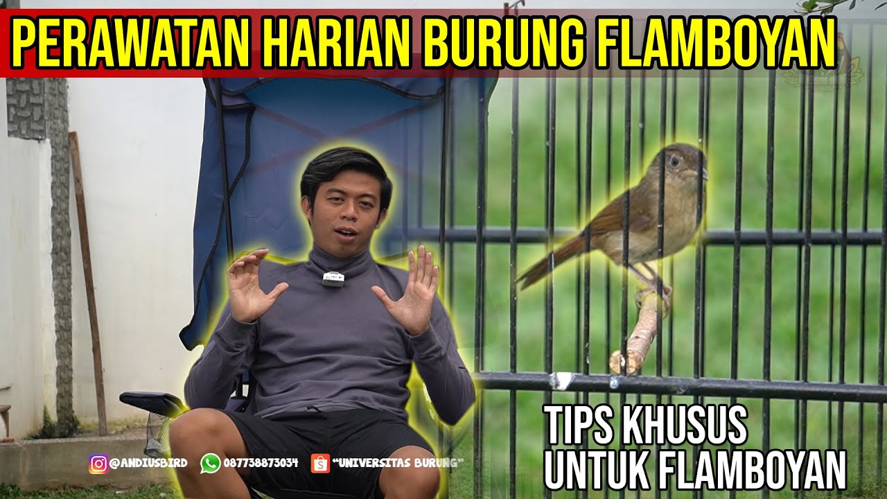 Detail Gambar Burung Flamboyan Nomer 35
