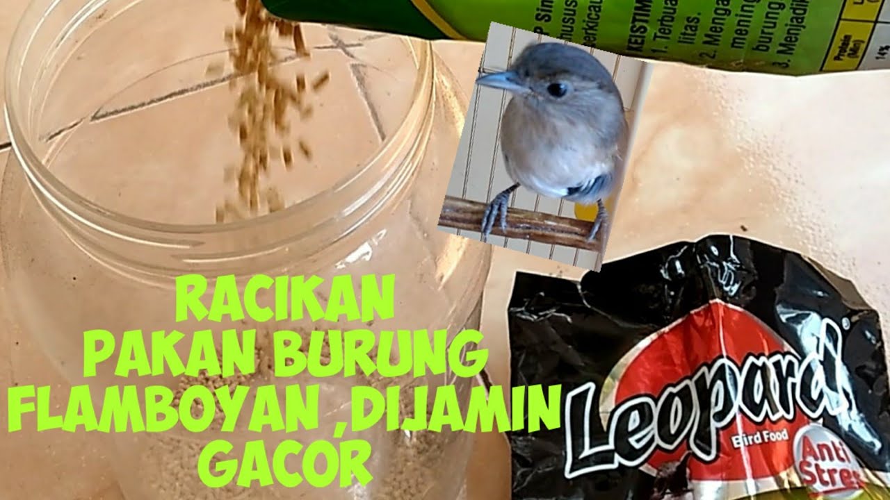 Detail Gambar Burung Flamboyan Nomer 45