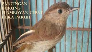 Detail Gambar Burung Flamboyan Nomer 50