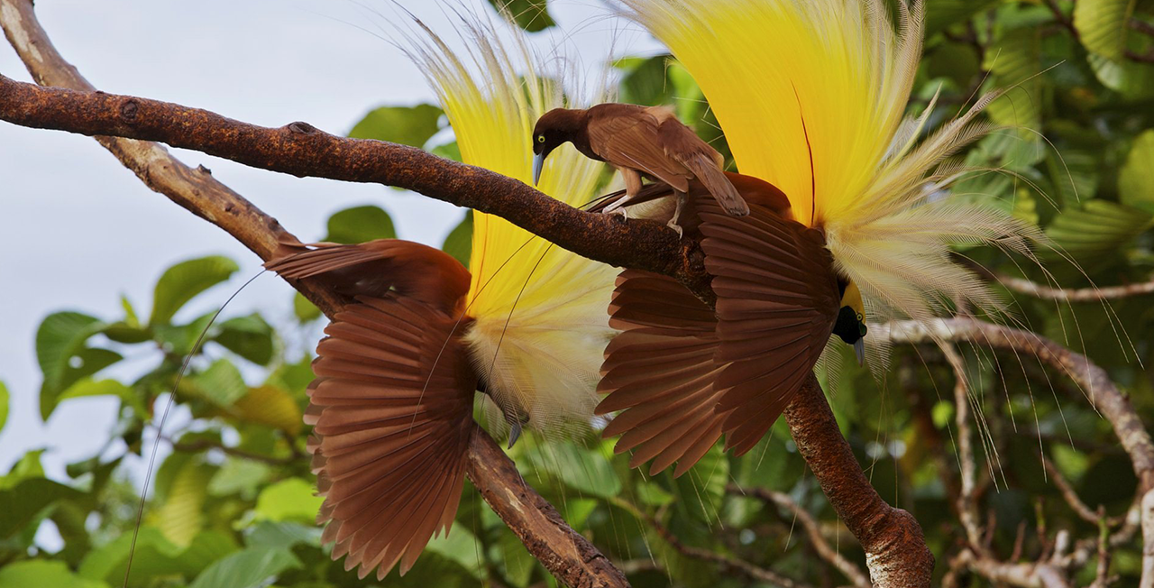 Detail Gambar Burung Gambar Burung Cendrawasih Nomer 41