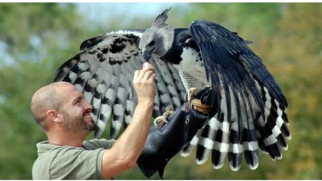 Detail Gambar Burung Gambar Burung Elang Nomer 14