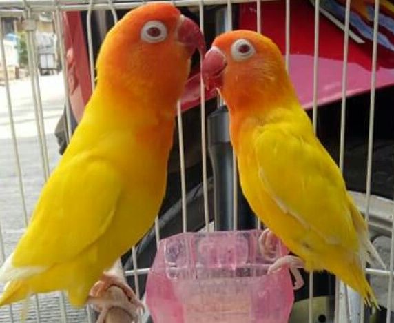 Detail Gambar Burung Gambar Burung Lovebird Nomer 21