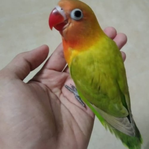 Detail Gambar Burung Gambar Burung Lovebird Nomer 26