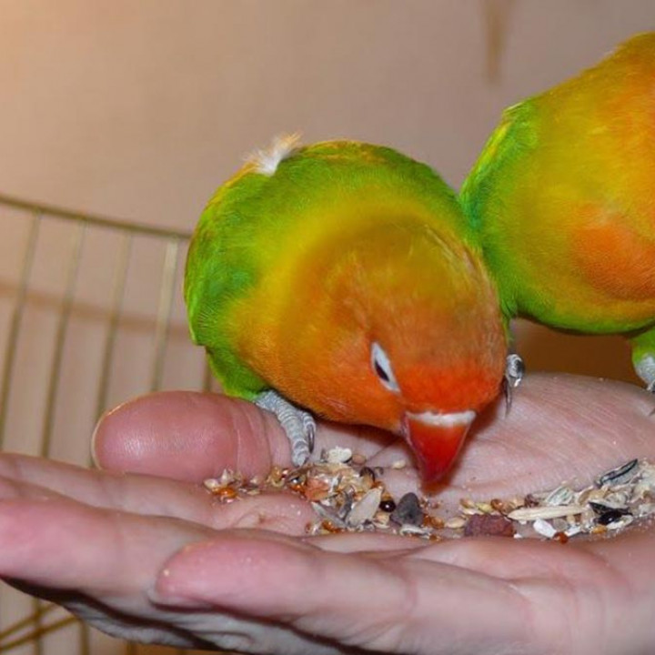 Detail Gambar Burung Gambar Burung Lovebird Nomer 45