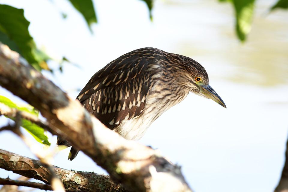 Detail Gambar Burung Gambar Ikan Nomer 26