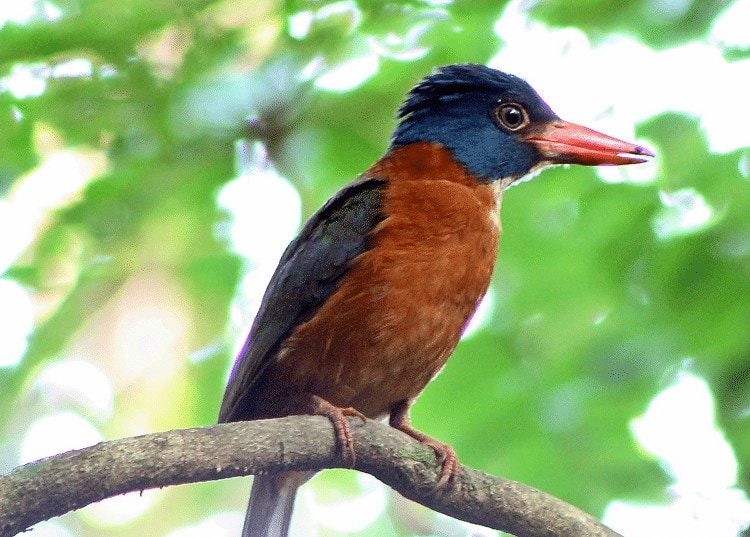 Detail Gambar Burung Gambar Ikan Nomer 10