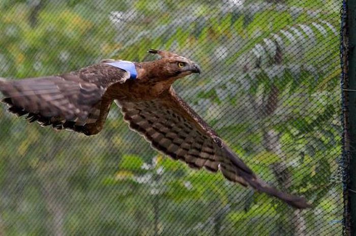 Gambar Burung Garuda Asli Indonesia - KibrisPDR