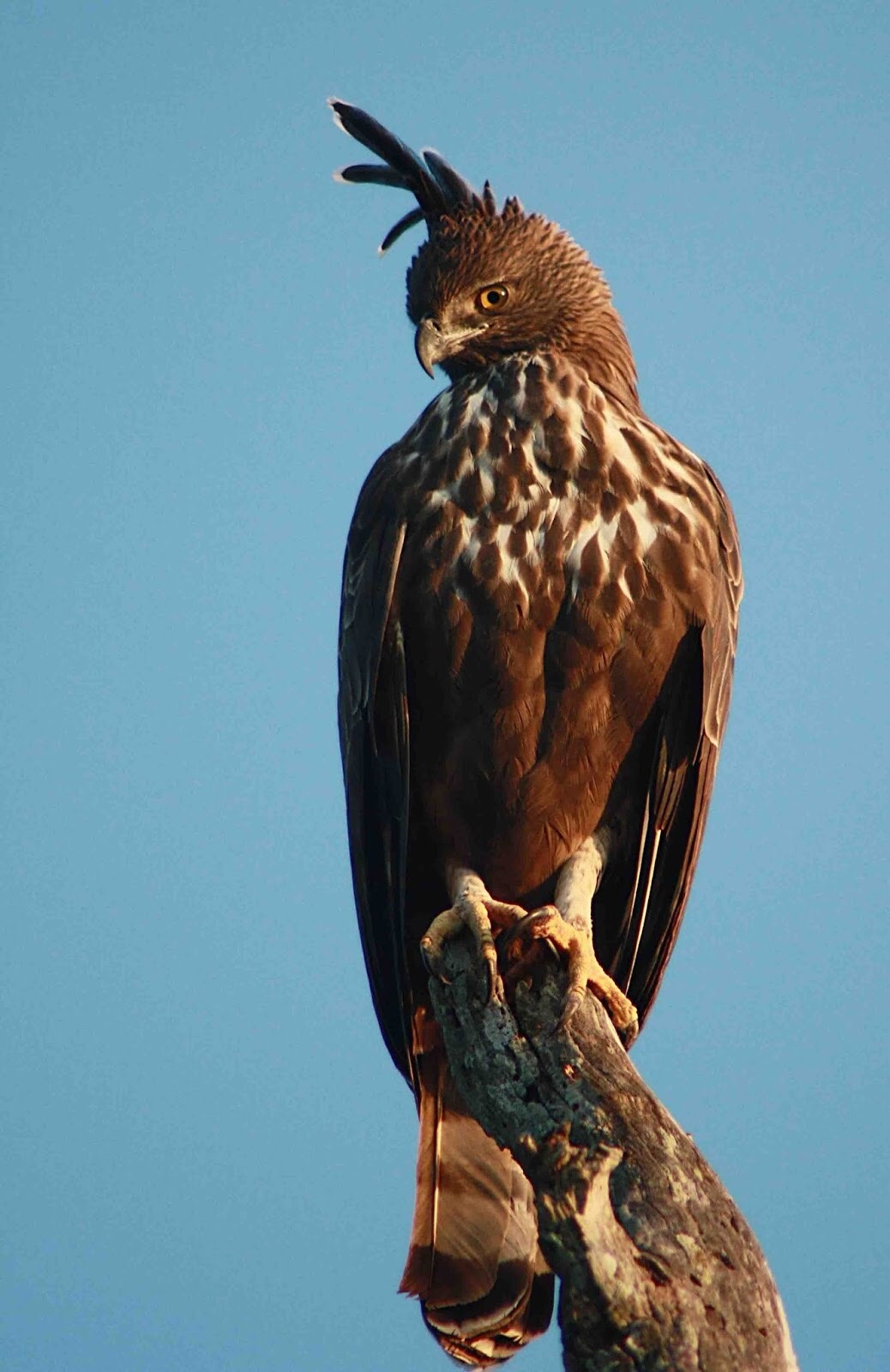 Detail Gambar Burung Garuda Asli Indonesia Nomer 13