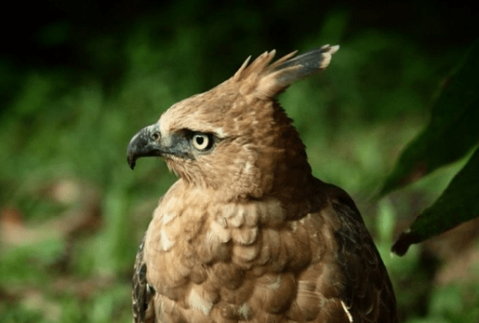 Detail Gambar Burung Garuda Asli Indonesia Nomer 24