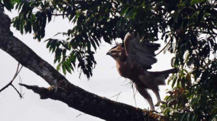 Detail Gambar Burung Garuda Asli Indonesia Nomer 26