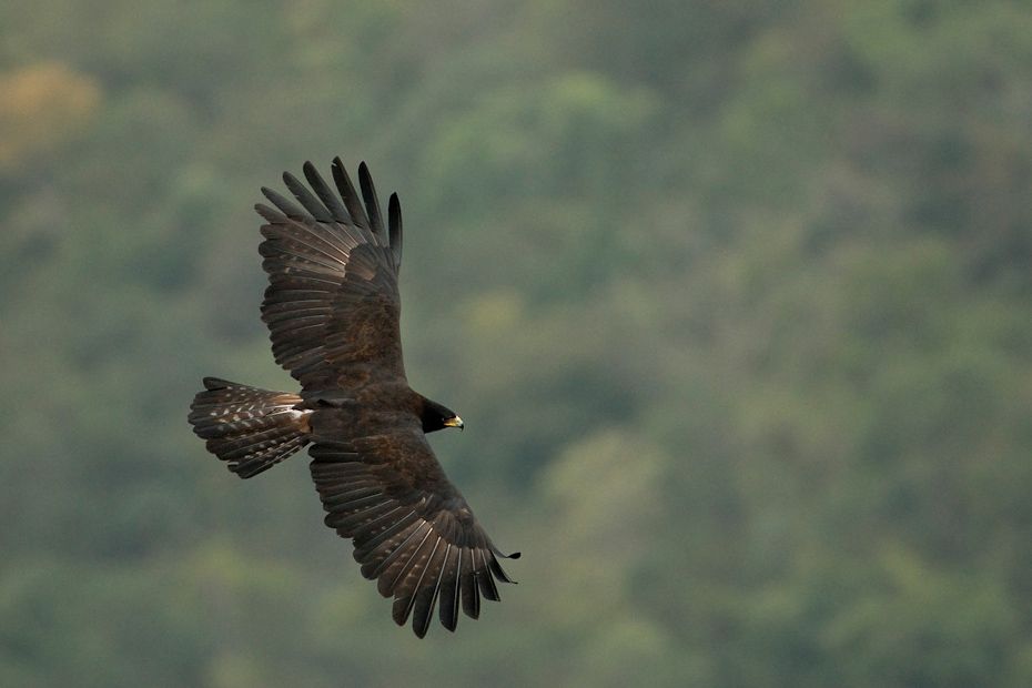 Detail Gambar Burung Garuda Asli Indonesia Nomer 34