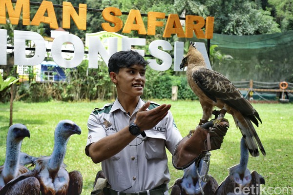 Detail Gambar Burung Garuda Asli Indonesia Nomer 37