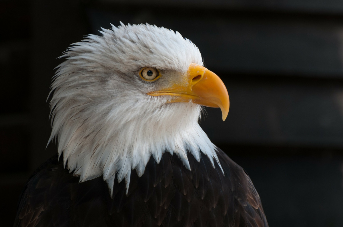 Detail Gambar Burung Garuda Asli Indonesia Nomer 6