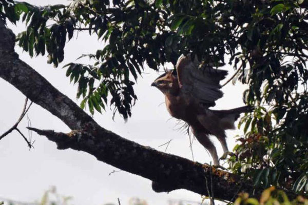 Detail Gambar Burung Garuda Lucu Nomer 40