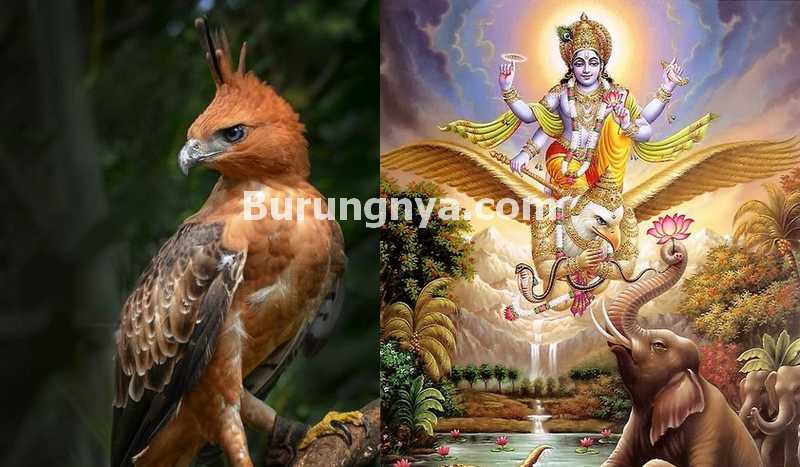 Detail Gambar Burung Garuda Mas Nomer 13