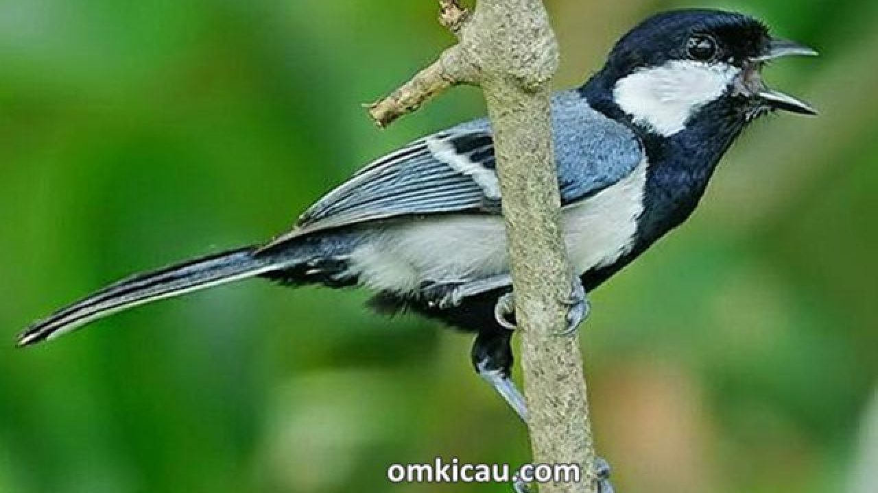 Gambar Burung Gelatik Batu - KibrisPDR