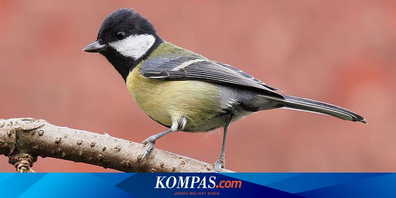 Detail Gambar Burung Gelatik Batu Nomer 35