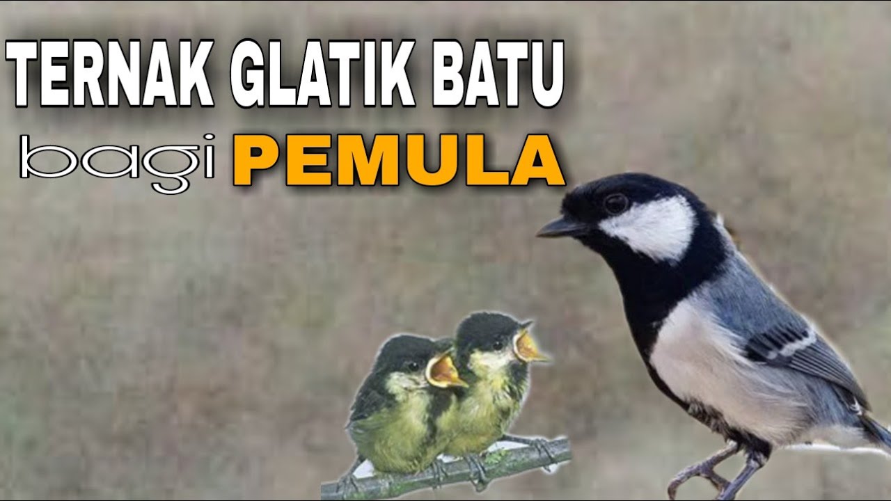 Detail Gambar Burung Gelatik Batu Nomer 47