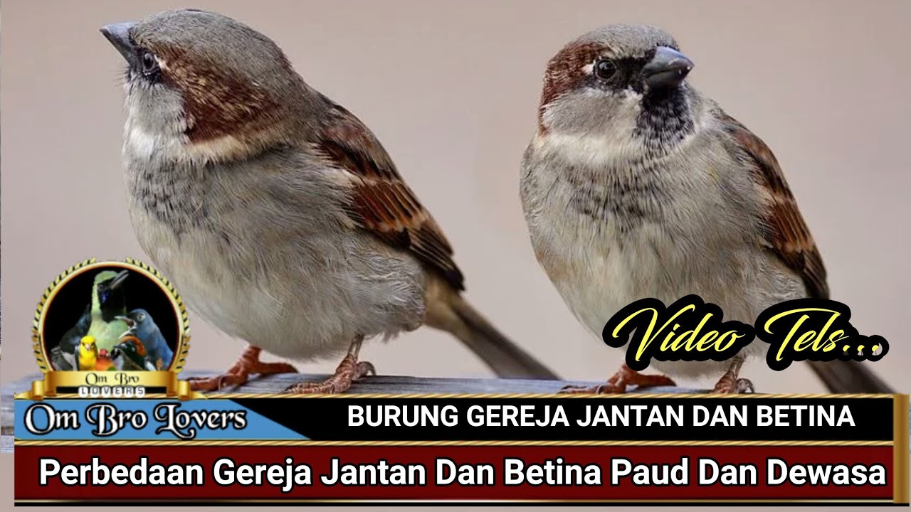 Gambar Burung Gereja Jantan - KibrisPDR